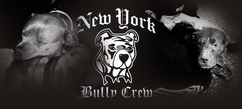 NY Bully Crew Profile Image